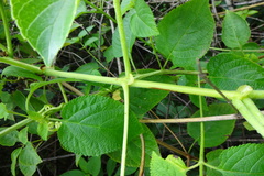 Cyphostemma auriculatum